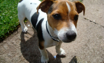 Funny Jack Russell