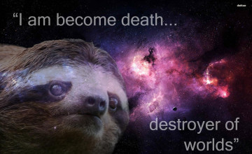 Funny Sloth Wallpapers
