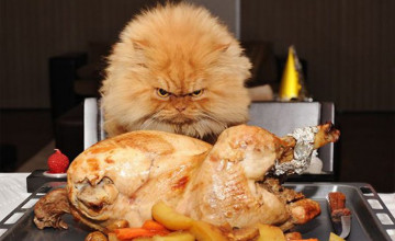 Funny Thanksgiving Backgrounds