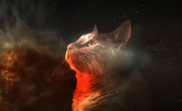 Galaxy Cat iPhone Wallpapers