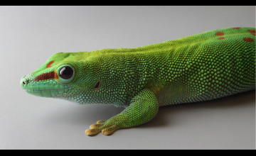 Giant Day Gecko Wallpapers