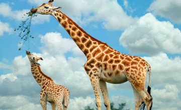 Giraffe Wallpapers for Desktop