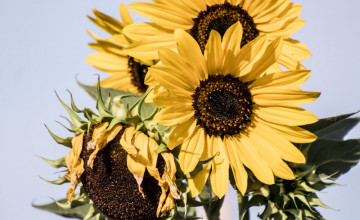 Girasol Backgrounds