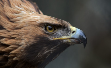 Golden Eagle HD Wallpapers