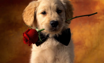 Golden Retriever Wallpapers Desktop