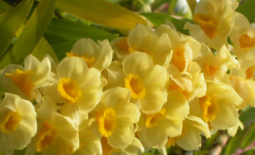 Google Flower Wallpapers