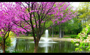 Google Images Free Spring Wallpapers