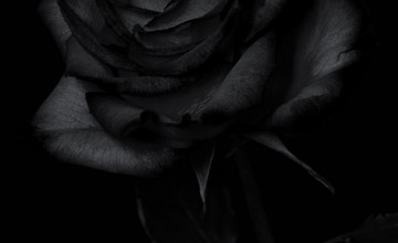 Gothic Rose Wallpapers