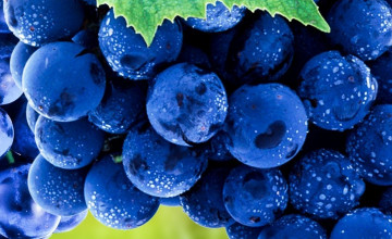 Grape Wallpapers