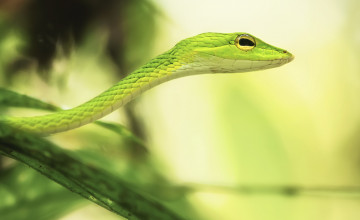 Grass-snake Wallpapers
