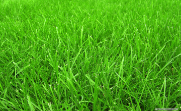 Grass Images