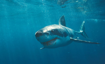 Great White Shark HD Wallpapers