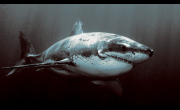 Great White Wallpaper Gallery