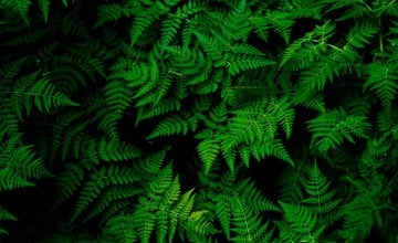 Green 4k Desktop 