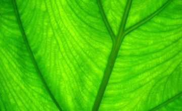 Green Leaf Wallpapers HD