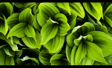 Green Leaves Wallpapers
