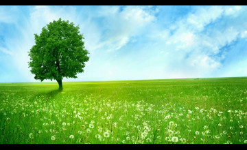 Green Nature Wallpapers