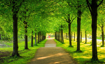 Green Tree Wallpapers