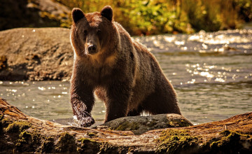 Grizzly Bear Wallpaper Desktop Background