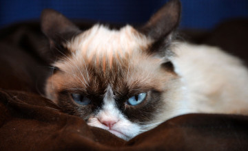 Grumpy Cat for Computer