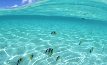 Hawaii Underwater Wallpaper