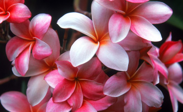 Hawaiian Flowers Wallpapers Backgrounds
