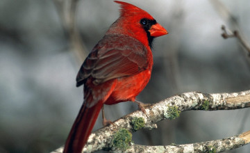 HD Cardinal