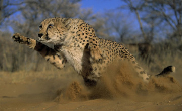 HD Cheetah