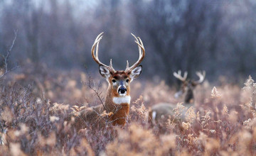 HD Deer Hunting Wallpaper