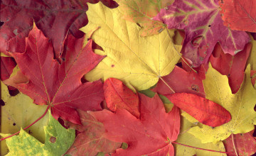 HD Fall Colours