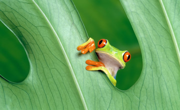 HD Frog