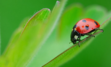 HD Ladybug