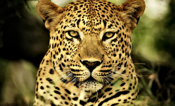 HD Leopard