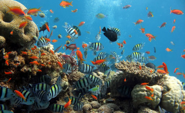 HD Ocean Sea Life Wallpapers