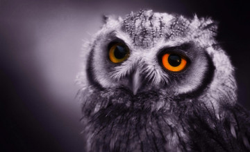 HD Owl