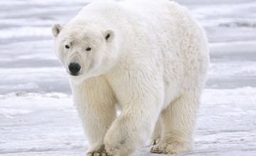 HD Polar Bear