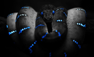 HD Snake Wallpaper