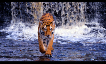 Hd Tiger Backgrounds
