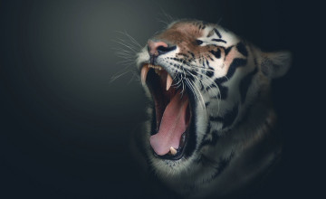 HD Tiger Widescreen