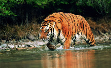 HD Tiger