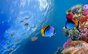 HD Tropical Fish Wallpaper