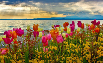 HD Wallpapers Downloads Free Spring