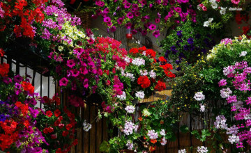 HD Wallpaper Flower Gardens