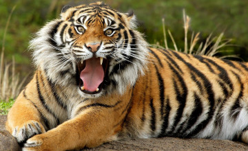 HD Wallpapers of Tigers