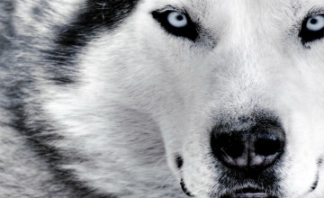 HD Wolf Wallpapers