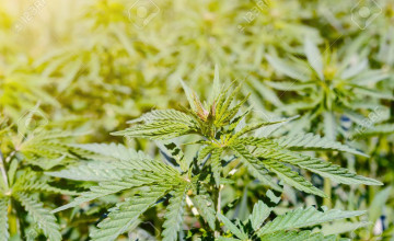 Hemp Wallpapers