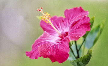 Hibiscus for Computer
