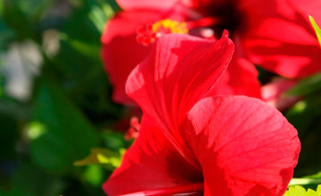 Hibiscus Wallpapers