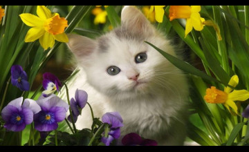 High Definition Kitten Spring Wallpapers