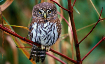 High Resolution Owl